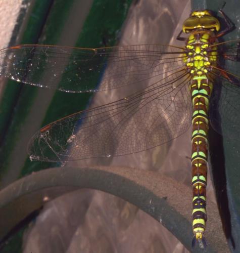 Aeshna cyanea